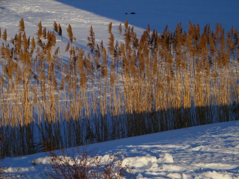 Kliknij na zdjęcie, żeby zobaczyć w pełnych wymiarach