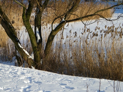 Kliknij na zdjęcie, żeby zobaczyć w pełnych wymiarach