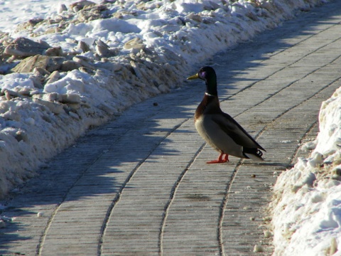 Kliknij na zdjęcie, żeby zobaczyć w pełnych wymiarach