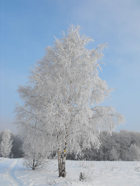 Kliknij na zdjęcie, żeby zobaczyć w pełnych wymiarach