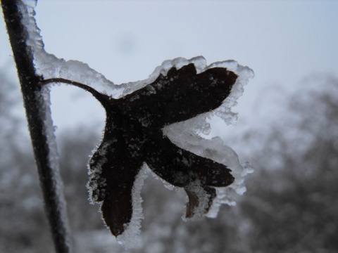 Kliknij na zdjęcie, żeby zobaczyć w pełnych wymiarach