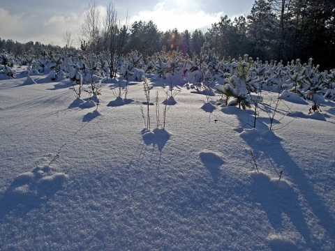 Kliknij na zdjęcie, żeby zobaczyć w pełnych wymiarach