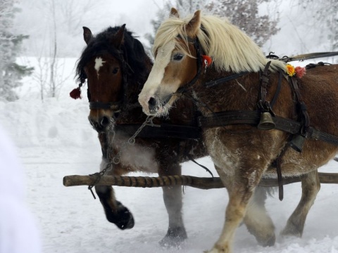Kliknij na zdjęcie, żeby zobaczyć w pełnych wymiarach