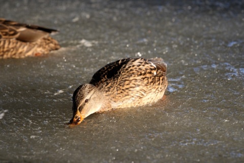 Kliknij na zdjęcie, żeby zobaczyć w pełnych wymiarach