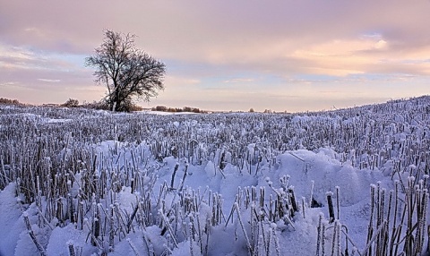 Kliknij na zdjęcie, żeby zobaczyć w pełnych wymiarach