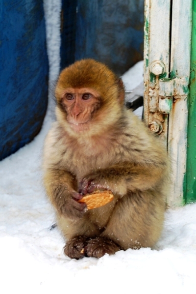 Kliknij na zdjęcie, żeby zobaczyć w pełnych wymiarach