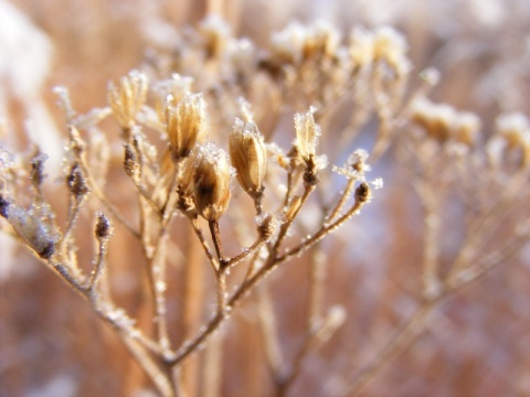 Kliknij na zdjęcie, żeby zobaczyć w pełnych wymiarach