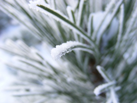 Kliknij na zdjęcie, żeby zobaczyć w pełnych wymiarach