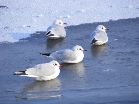Kliknij na zdjęcie, żeby zobaczyć w pełnych wymiarach