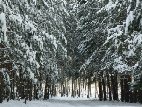 Kliknij na zdjęcie, żeby zobaczyć w pełnych wymiarach