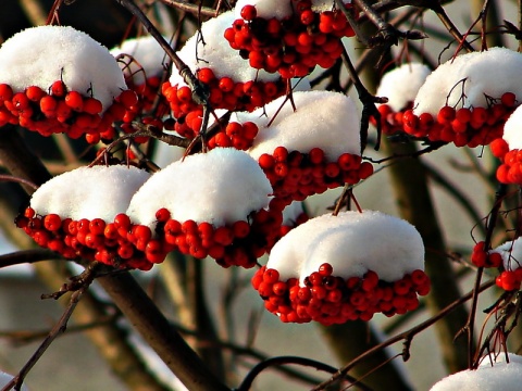 Kliknij na zdjęcie, żeby zobaczyć w pełnych wymiarach