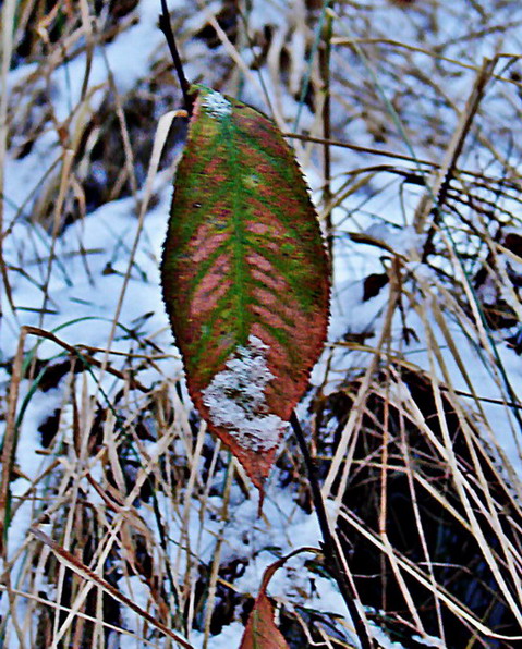 Kliknij na zdjęcie, żeby zobaczyć w pełnych wymiarach