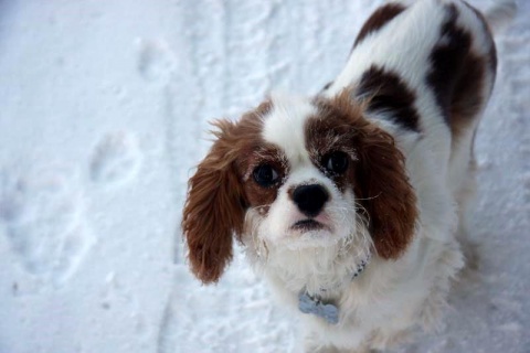 Kliknij na zdjęcie, żeby zobaczyć w pełnych wymiarach