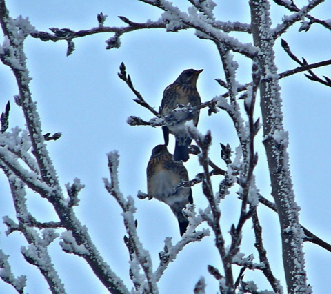 Kliknij na zdjęcie, żeby zobaczyć w pełnych wymiarach