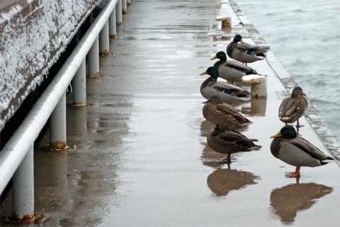 Kliknij na zdjęcie, żeby zobaczyć w pełnych wymiarach