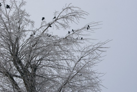 Kliknij na zdjęcie, żeby zobaczyć w pełnych wymiarach
