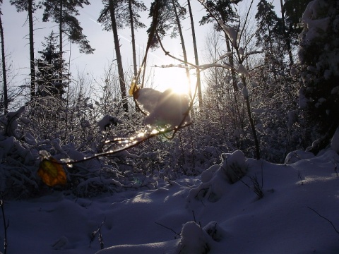 Kliknij na zdjęcie, żeby zobaczyć w pełnych wymiarach