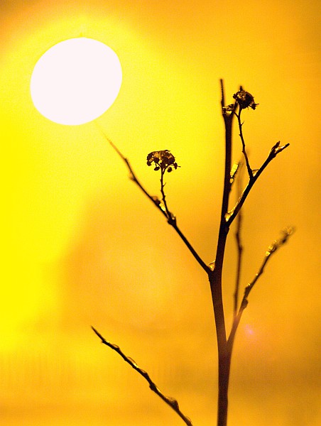 Kliknij na zdjęcie, żeby zobaczyć w pełnych wymiarach
