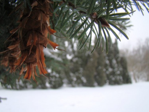 Kliknij na zdjęcie, żeby zobaczyć w pełnych wymiarach
