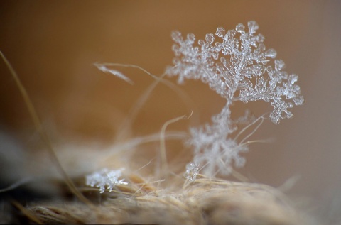 Kliknij na zdjęcie, żeby zobaczyć w pełnych wymiarach
