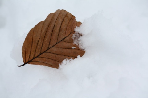 Kliknij na zdjęcie, żeby zobaczyć w pełnych wymiarach