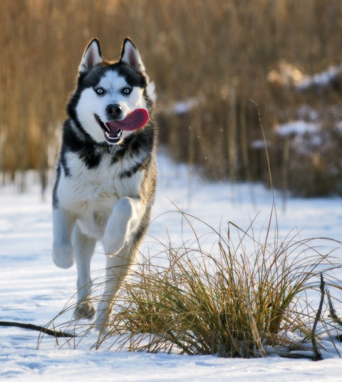 Kliknij na zdjęcie, żeby zobaczyć w pełnych wymiarach