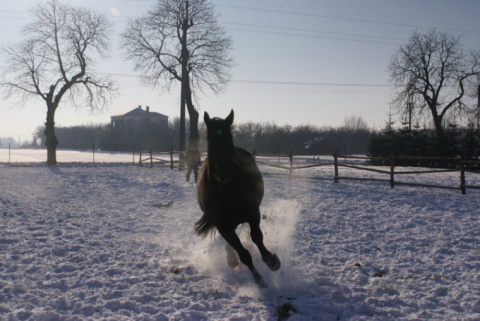 Kliknij na zdjęcie, żeby zobaczyć w pełnych wymiarach
