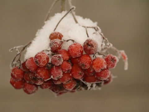 Kliknij na zdjęcie, żeby zobaczyć w pełnych wymiarach