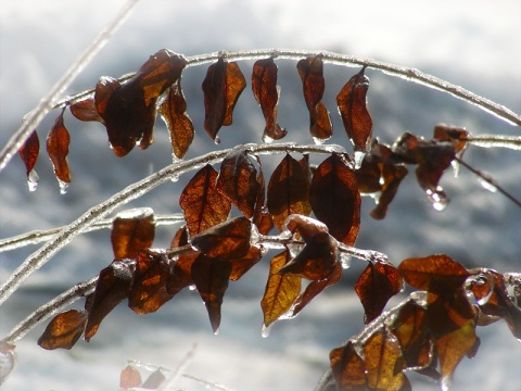 Kliknij na zdjęcie, żeby zobaczyć w pełnych wymiarach