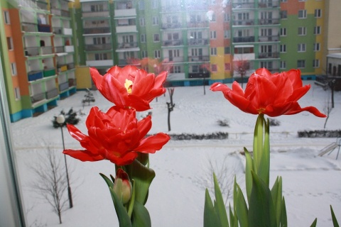 Kliknij na zdjęcie, żeby zobaczyć w pełnych wymiarach