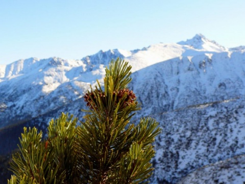 Kliknij na zdjęcie, żeby zobaczyć w pełnych wymiarach