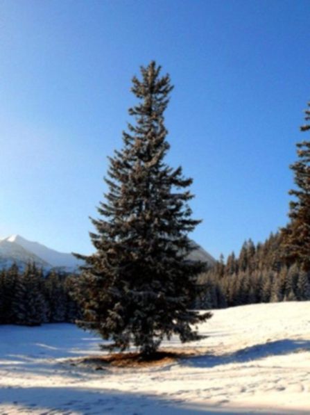 Kliknij na zdjęcie, żeby zobaczyć w pełnych wymiarach