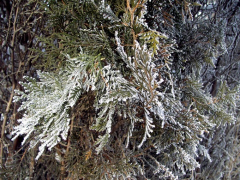Kliknij na zdjęcie, żeby zobaczyć w pełnych wymiarach