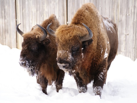 Kliknij na zdjęcie, żeby zobaczyć w pełnych wymiarach