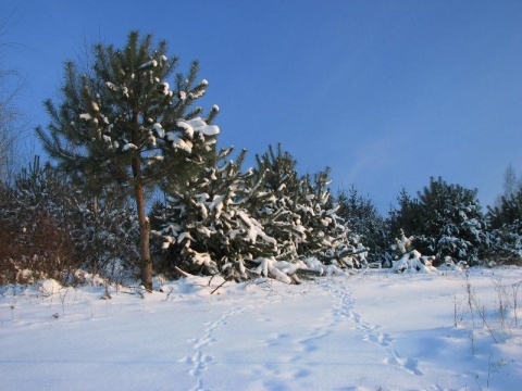 Kliknij na zdjęcie, żeby zobaczyć w pełnych wymiarach