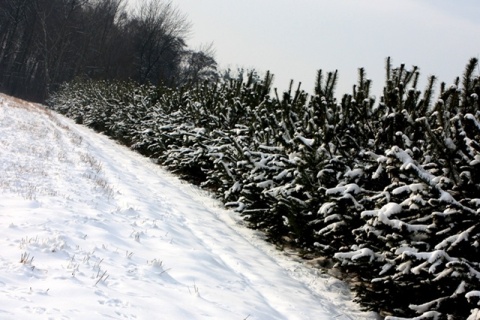 Kliknij na zdjęcie, żeby zobaczyć w pełnych wymiarach