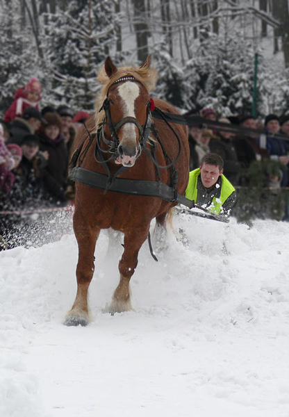 Kliknij na zdjęcie, żeby zobaczyć w pełnych wymiarach