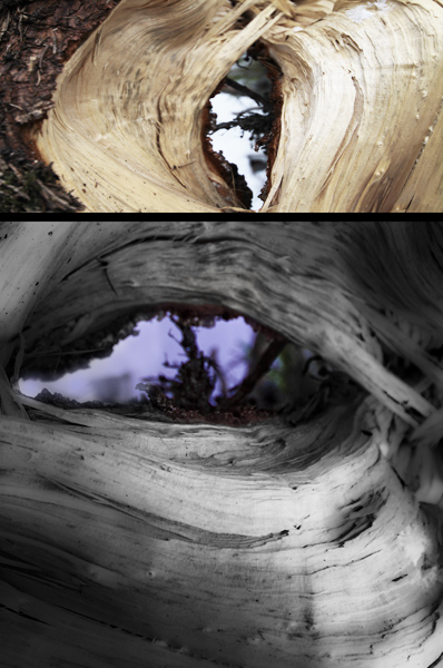 Kliknij na zdjęcie, żeby zobaczyć w pełnych wymiarach