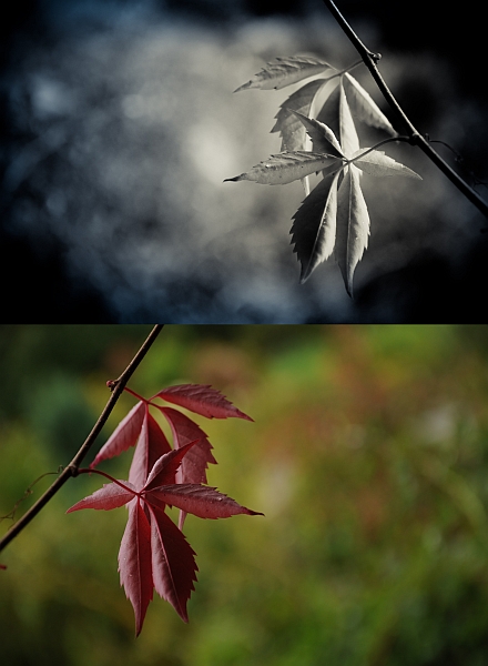 Kliknij na zdjęcie, żeby zobaczyć w pełnych wymiarach