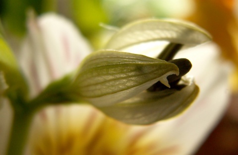 Kliknij na zdjęcie, żeby zobaczyć w pełnych wymiarach