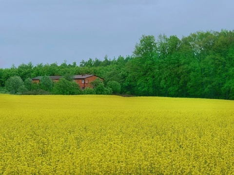 Kliknij na zdjęcie, żeby zobaczyć w pełnych wymiarach