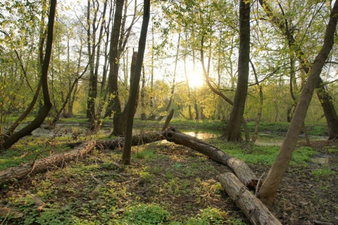 Kliknij na zdjęcie, żeby zobaczyć w pełnych wymiarach
