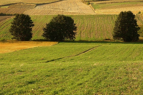 Kliknij na zdjęcie, żeby zobaczyć w pełnych wymiarach