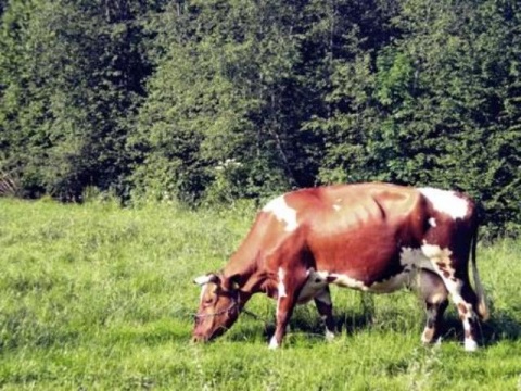 Kliknij na zdjęcie, żeby zobaczyć w pełnych wymiarach