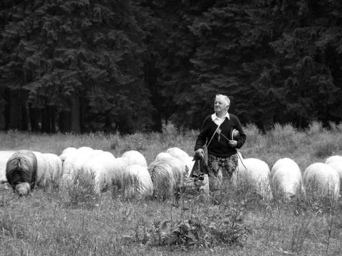 Kliknij na zdjęcie, żeby zobaczyć w pełnych wymiarach