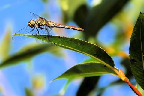 Kliknij na zdjęcie, żeby zobaczyć w pełnych wymiarach