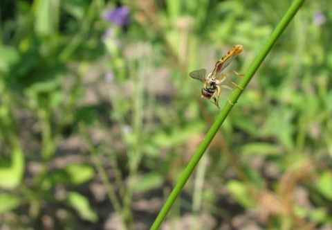 Kliknij na zdjęcie, żeby zobaczyć w pełnych wymiarach