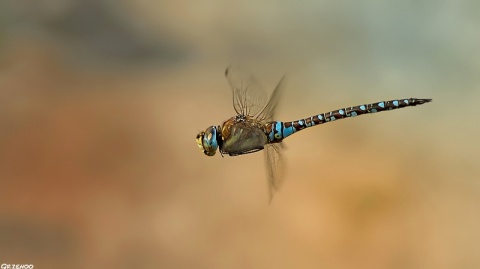 Kliknij na zdjęcie, żeby zobaczyć w pełnych wymiarach