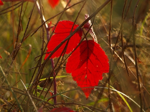 Kliknij na zdjęcie, żeby zobaczyć w pełnych wymiarach