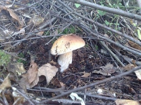 Kliknij na zdjęcie, żeby zobaczyć w pełnych wymiarach